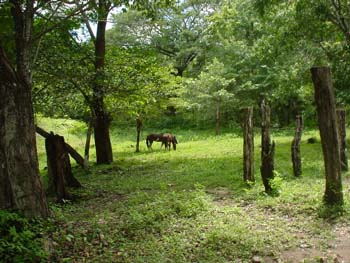 Vue de la finca de 68 has de Paquera, Costa Rica